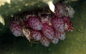 Strawberry tunicate