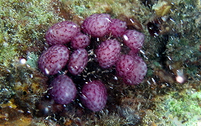 Strawberry tunicate