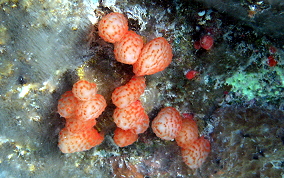 Strawberry tunicate