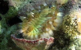 Bearded Fireworm - Hermodice carunculata 