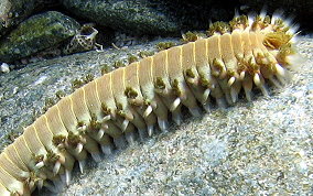 Bearded Fireworm - Hermodice carunculata 