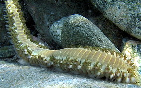 Bearded Fireworm - Hermodice carunculata 