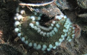 Bearded Fireworm - Hermodice carunculata 