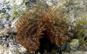 Black-Spotted Feather Duster Worm - Branchiomma nigromaculata