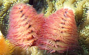 Christmas Tree Worm - Spirobranchus giganteus