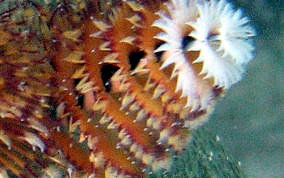 Christmas Tree Worm - Spirobranchus giganteus