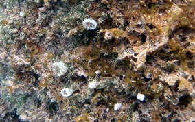 Cut Glass Tube Worm