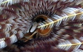 Magnificent Feather Duster Worm - Sabellastarte magnifica