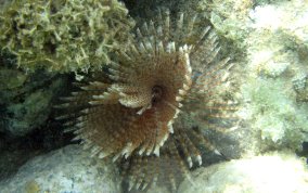 Magnificent Feather Duster Worm - Sabellastarte magnifica