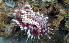 Magnificent Feather Duster Worm - Sabellastarte magnifica