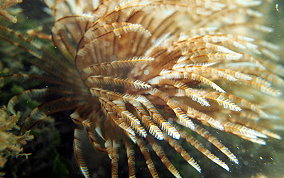 Magnificent Feather Duster Worm - Sabellastarte magnifica