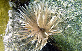 Magnificent Feather Duster Worm - Sabellastarte magnifica