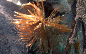 Magnificent Feather Duster Worm - Sabellastarte magnifica