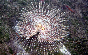 Magnificent Feather Duster Worm - Sabellastarte magnifica