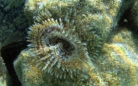 Magnificent Feather Duster Worm - Sabellastarte magnifica