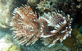 Magnificent Feather Duster Worm - Sabellastarte magnifica