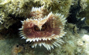 Magnificent Feather Duster Worm - Sabellastarte magnifica