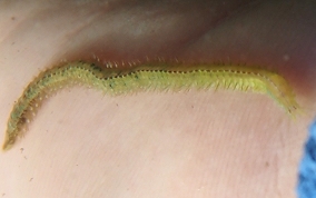 Polychaete Swimming Worm