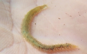 Polychaete Swimming Worm