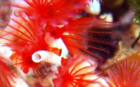 Red Colonial Tube Worm - Filogranella elatensis