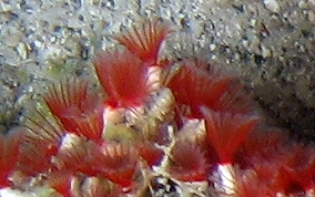 Red Colonial Tube Worm - Filogranella elatensis