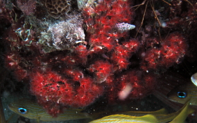 Red Colonial Tube Worm - Filogranella elatensis