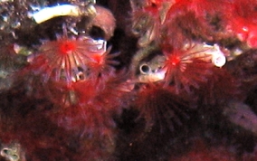 Red Colonial Tube Worm - Filogranella elatensis