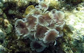 Social Feather Duster Worms - Bispiria brunnea