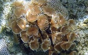 Social Feather Duster Worms - Bispiria brunnea