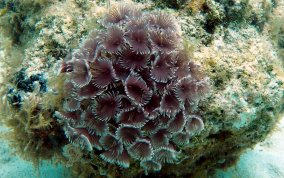 Social Feather Duster Worms - Bispiria brunnea