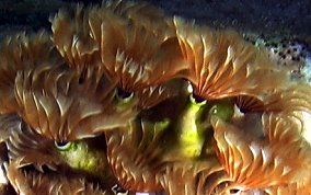 Social Feather Duster Worms - Bispiria brunnea