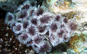 Social Feather Duster Worms - Bispiria brunnea