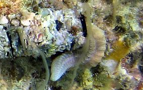 Spaghetti  Worms - Eupolymnia crassicornis