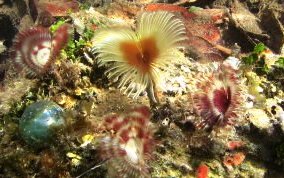 Split-Crown Feather Duster Worm - Anamobaea orstedii 