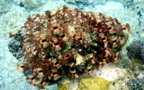 Split-Crown Feather Duster Worm - Anamobaea orstedii 