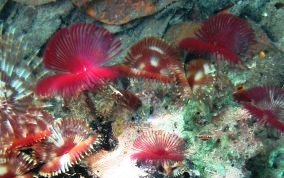 Split-Crown Feather Duster Worm - Anamobaea orstedii 