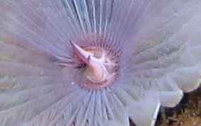 Variegated Feather Duster Worm - Bispira variegata