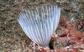 Variegated Feather Duster Worm - Bispira variegata