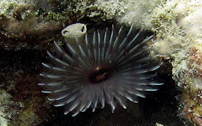 Variegated Feather Duster Worm - Bispira variegata