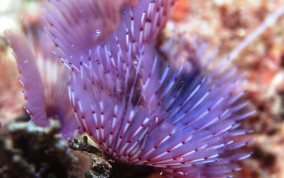 Variegated Feather Duster Worm - Bispira variegata