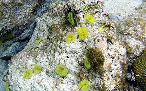 Yellow Fanworm - Notaulax occidentalis