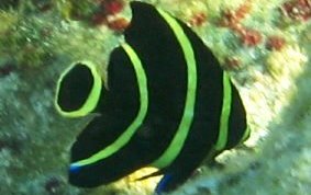 Franch Angelfish