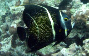 French Angelfish+