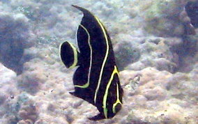 French Angelfish - Pomacanthus paru 