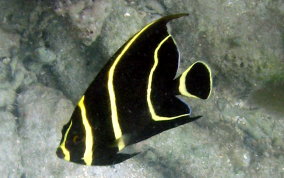 French Angelfish - Pomacanthus paru 