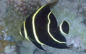 French Angelfish - Pomacanthus paru 