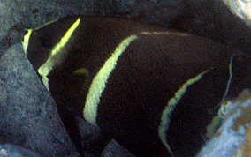 Gray Angelfish - Pomacanthus arcuatus