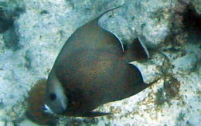 Gray Angelfish - Pomacanthus arcuatus