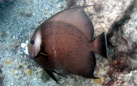 Gray Angelfish - Pomacanthus arcuatus