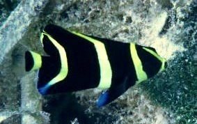 Gray Angelfish - Pomacanthus arcuatus